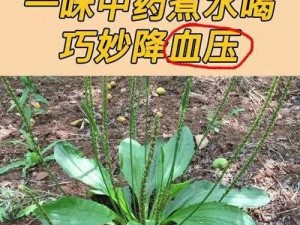 野草一二三四地区乱码—野草一二三四地区乱码，到底是怎么回事？