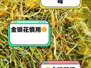 为什么会有人极致沉迷 TXL 金银花？它主要讲了什么？