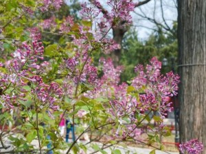 丁香花高清在线观看-如何在线观看高清的丁香花？