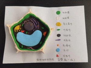 生物课上老师亲自给我们展示-生物课上，老师亲自给我们展示了细胞的结构