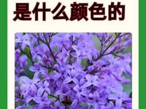 丁香花电影高清在线观看_如何在线观看高清电影丁香花？