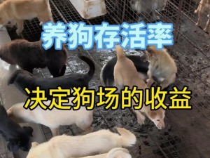 狗狗猛涨精肉狗大壮市场占有率为什么这么高？如何提高？怎样提升？