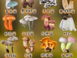 舅舅的蘑菇好吃吗？口感鲜美，营养丰富