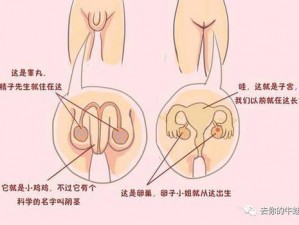 六年级女生隐私里可以塞几支笔啊 六年级女生隐私里可以塞几支笔啊？这样的行为是否合适呢？