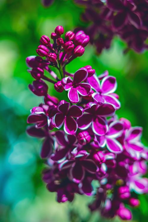 丁香花网站——一个提供丰富学习资源的在线平台