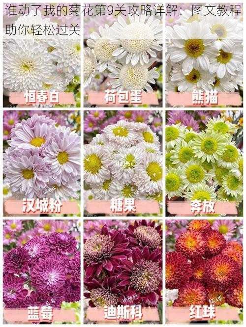 谁动了我的菊花第9关攻略详解：图文教程助你轻松过关