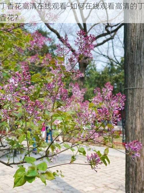 丁香花高清在线观看-如何在线观看高清的丁香花？