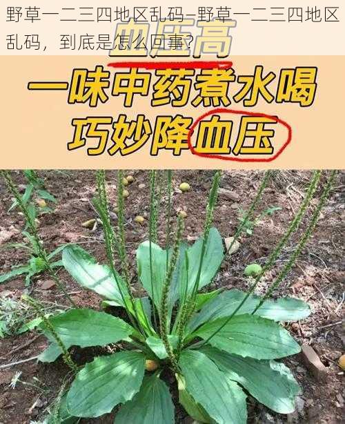 野草一二三四地区乱码—野草一二三四地区乱码，到底是怎么回事？