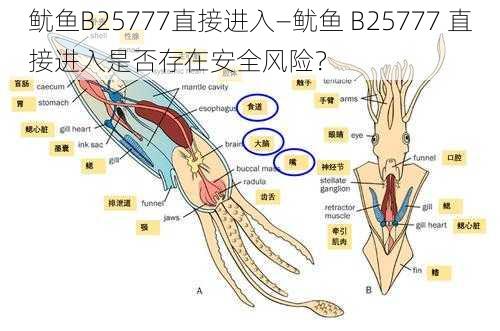 鱿鱼B25777直接进入—鱿鱼 B25777 直接进入是否存在安全风险？