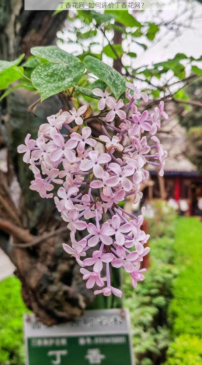 丁香花网_如何评价丁香花网？