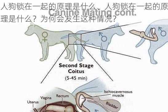 人狗锁在一起的原理是什么、人狗锁在一起的原理是什么？为何会发生这种情况？