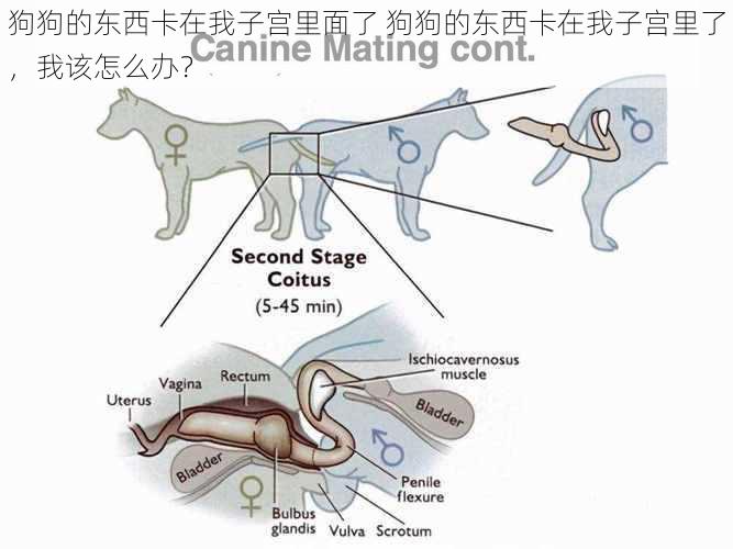 狗狗的东西卡在我子宫里面了 狗狗的东西卡在我子宫里了，我该怎么办？