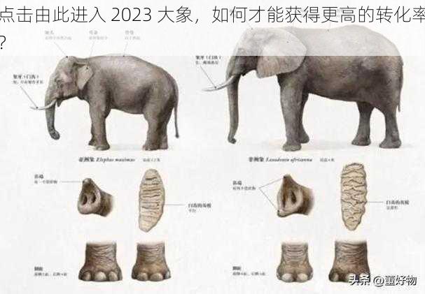 点击由此进入 2023 大象，如何才能获得更高的转化率？