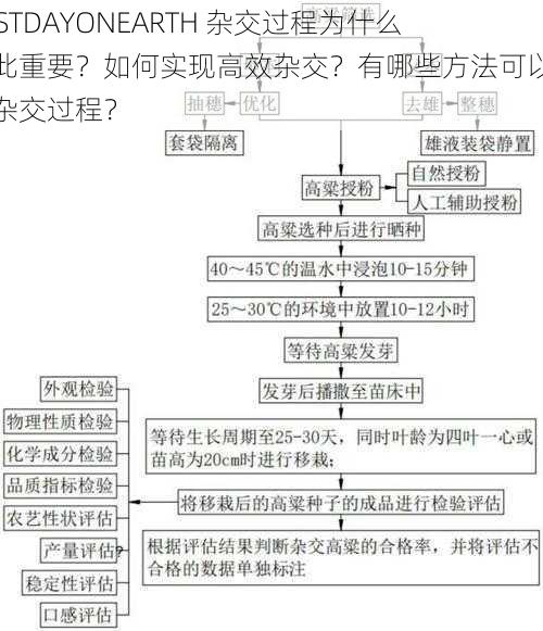 LASTDAYONEARTH 杂交过程为什么如此重要？如何实现高效杂交？有哪些方法可以优化杂交过程？